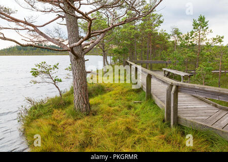 Holzsteg an einem See in einem Moor Stockfoto