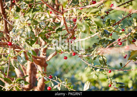 Cherry Tree Branches mit reife rote Beeren Stockfoto