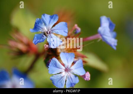 Auf Blau Plumbago blühender Strauch Fliegen Stockfoto