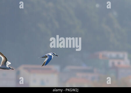 Tern im Flug an der Grenze des Flusses Douro, Porto, Portugal. Weiche mit Hintergrundbeleuchtung. Stockfoto