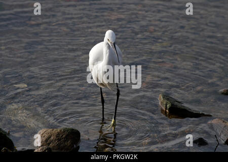 White Egret während seiner Fangtätigkeit in den Fluss Douro, nördlich von Portugal Stockfoto