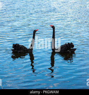 Schwarze Schwäne mit roten Schnäbeln auf dem Wasser unter dem Sonnenlicht am Tag Stockfoto