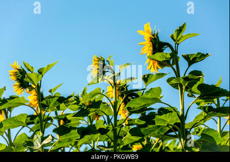 Feld mit Sonnenblumen, Limagne Plain, Puy de Dome Abteilung, Auvergne Rhône-Alpes, Frankreich, Europa Stockfoto