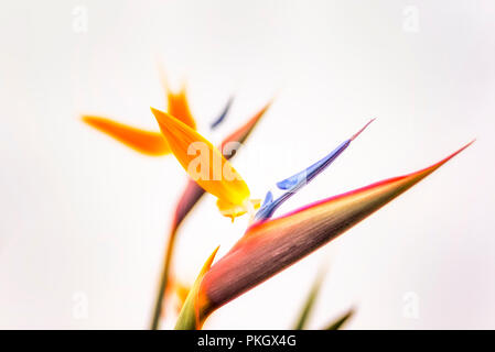 Nahaufnahme Foto von einem paradiesvogel Blume. Stockfoto