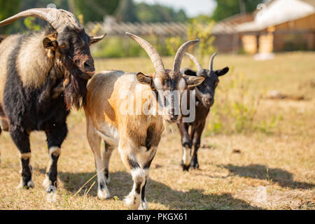 Herde von Schafen und Ziegen. Bunte ländliche Szene im Tal im Frühling. Schönheit der Landschaft Konzept Hintergrund. Stockfoto