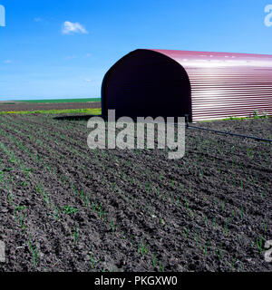 Metallscheune in einem Feld in einer ländlichen Gegend unter dem Sonnenlicht und einem blauen Himmel bei Tag, Puy de Dome Department, Auvergne Rhone Alpes, Frankreich Stockfoto