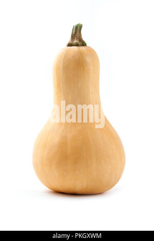 Butternut Squash auf weißem Hintergrund Stockfoto