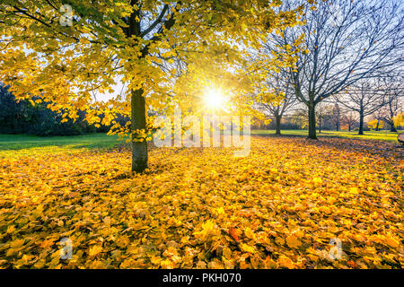 Sonnige Herbst Ahorn im Park Stockfoto