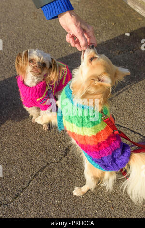 Zwei Hunde tragen bunte Jacken in Ramsgate, Kent, England, UK. Stockfoto