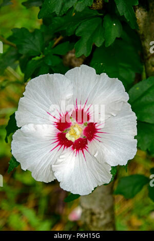 Voll erblühte weißen Hibiskus Blume, topside Nahaufnahme mit grünem Hintergrund Stockfoto