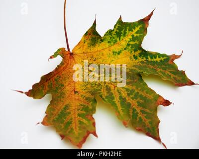 Gefallenen Herbst maple leaf auf weißem Hintergrund. Herbst. Still-Leben. Stockfoto