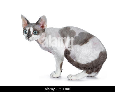 Adorable blue tonkanese Point mit weiß Devon Rex Katze Kätzchen stehendes Mädchen Seite Möglichkeiten, auf einem weißen Hintergrund, der vor ihr auf der Suche mit Gorg isoliert Stockfoto