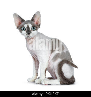 Adorable blue tonkanese Point mit weiß Devon Rex Katze Kätzchen Mädchen sitzt seitlich auf einem weißen Hintergrund gerade in Objektiv mit Gorg isoliert Stockfoto