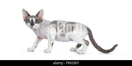 Adorable blue tonkanese Point mit weiß Devon Rex Katze Kätzchen Mädchen, gehen/Kriechen auf weißem Hintergrund suchen gerade in Lens mit go isoliert Stockfoto