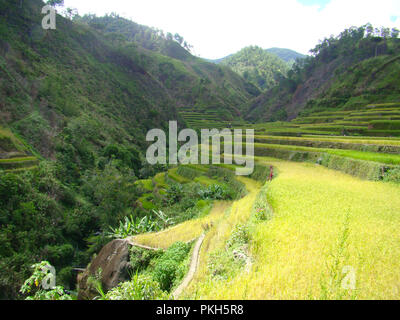 Ziele einer nachhaltigen Entwicklung: bewaldeten Hängen und Terrassenförmigen Reisfeldern in den Bergen rund um Banaue und Batad, nördliche Luzón, die Philippinen Stockfoto