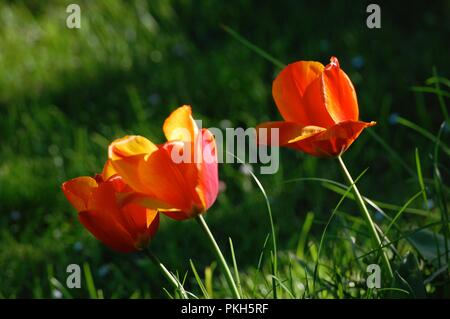 Drei rote Tulpen Stockfoto