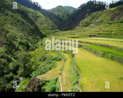 Ziele einer nachhaltigen Entwicklung: bewaldeten Hängen und Terrassenförmigen Reisfeldern in den Bergen rund um Banaue und Batad, nördliche Luzón, die Philippinen Stockfoto