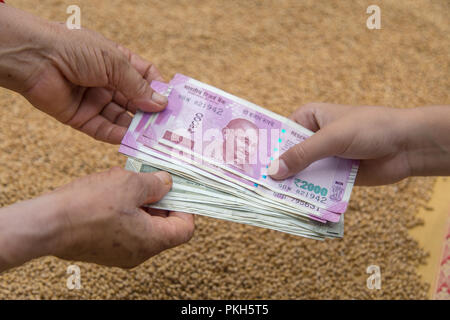 Hand geben Indische 500 und 2000 Rupien Banknoten über Weizen Hintergrund. Konzept für das Ergebnis oder verbringen Sie in der Landwirtschaft. Stockfoto