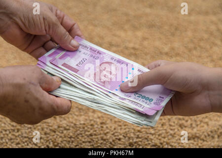 Hand geben Indische 500 und 2000 Rupien Banknoten über Weizen Hintergrund. Konzept für das Ergebnis oder verbringen Sie in der Landwirtschaft. Stockfoto