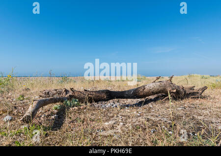 Treibholz an einem Strand in Großbritannien. Baumstamm auf einem Strand. Stockfoto