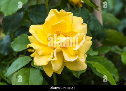 Einzelne goldene gelbe Blume Leiter der Standard Baum Rose' Precious Gold' (Rosa floribunda 'Precious Gold') Blüte im Herbst in Großbritannien. Stockfoto