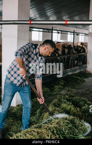 Landwirt in kariertem Hemd vorbereiten Gras für die Fütterung Kühe im Stall Stockfoto