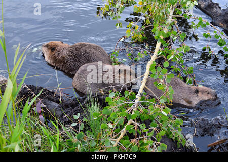 Drei Biber "Castor canadenis'; Fütterung auf einige Aspen Blätter an der Biber Teich in Hinton Alberta, Kanada. Stockfoto