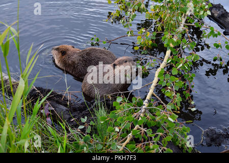 Zwei Biber "Castor canadenis'; Fütterung auf einige Aspen Zweige und Blätter in der Biber Teich an Maxwell See in Hinton Alberta, Kanada. Stockfoto