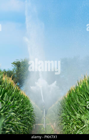 Italien, Lombardei, Land in der Nähe von Bergamo, die Installation von Sprinklern in einem Feld von Mais Stockfoto