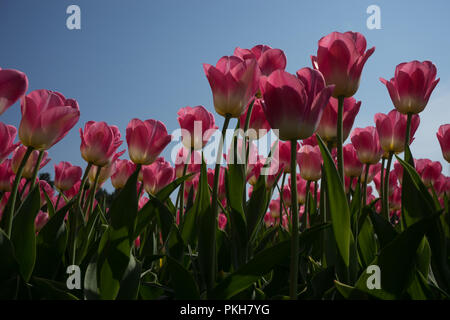 Lisse, Niederlande, Europa, eine Vase mit rosa Blumen Stockfoto