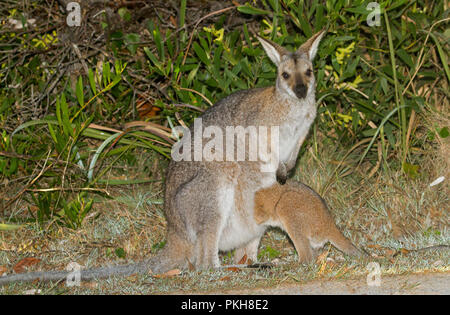 Australian red-necked Wallaby, Macropus rufogriseus, mit großen, Joey, die versuchen, in Ihre Tasche - im Wild at überfüllt Bay National Park in NSW erhalten Stockfoto