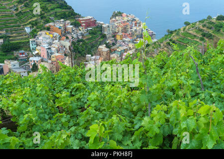 Manorola, Cinque Terre in Ligurien, Italien. Stockfoto