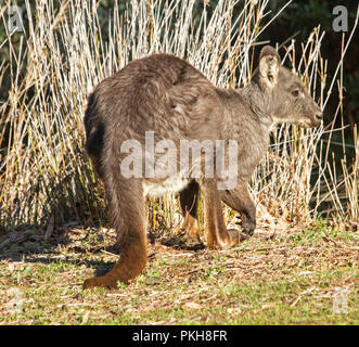 Australian Eastern wallaroo, Macropus robustus, in freier Wildbahn im warrumbungle National Park in NSW Stockfoto