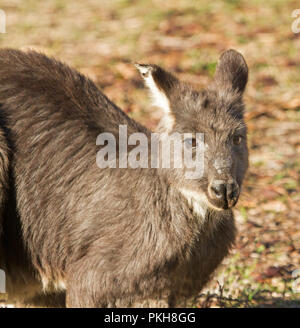 Das Gesicht des Australischen eastern Wallaroo, Macropus robustus, von der Kamera starrt - in der freien Wildbahn im warrumbungle National Park in NSW Stockfoto