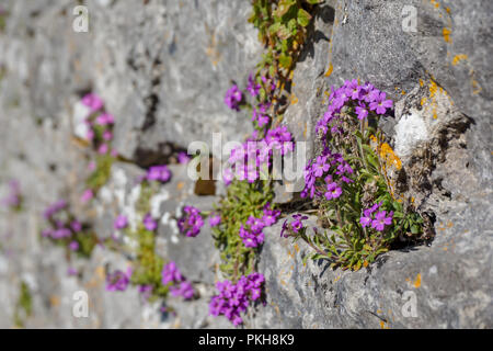 Lila Blume wächst auf der Seite einer Burgmauer Stockfoto