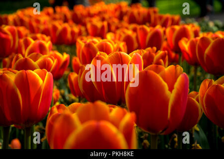 Lisse, Niederlande, Europa, eine Schüssel voller Orangen auf eine Blume Stockfoto