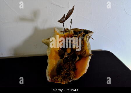 Pflanzen in der Muschel Stockfoto