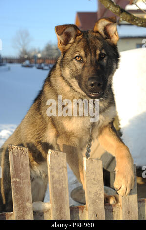 Deutscher Schäferhund zu einer Kette draußen im Schnee in Bukowina Tatrzanska in Polen 22/02/2009 © Stan Kujawa Stan.pix@virgin.net www gebunden. stankujawa. Stockfoto