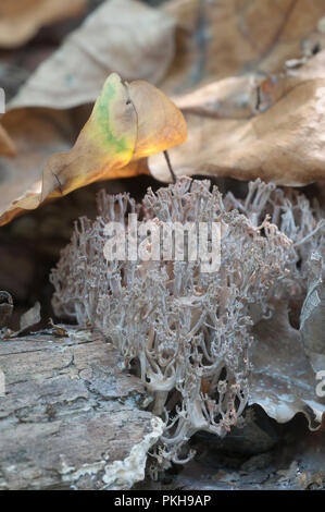 Trockene Ramaria stricta Pilze im Herbst Wald Stockfoto