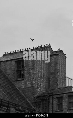 Schwarz-Weiß-Bild der Vögel haben Nester auf dem Dach eines verlassenen Gebäude Stockfoto