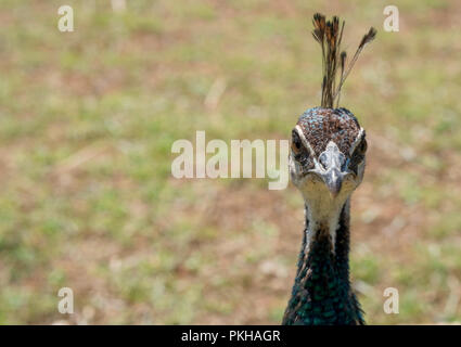 Der Pfau (Pavo cristatus) auf die Insel Lokrum, Kroatien, Europa Stockfoto