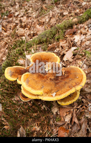 Dyer's Pilze, Phaeolus schweinitzii Mazegill, wachsende im New Forest Hampshire England UK GB Stockfoto