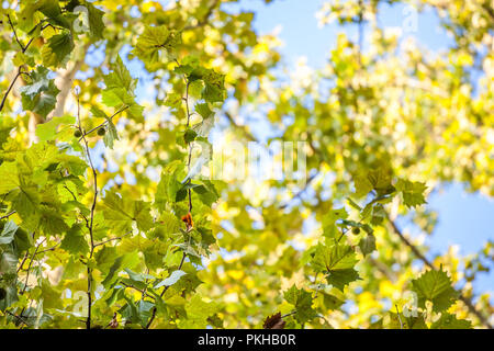 In der Nähe auf einer Ebene Baum mit seinen gelben und grünen Blätter im Herbst. Auch als Bergahorn, oder Platanus bekannt, der Baum ist ein Symbol der Fallen im Norden er Stockfoto