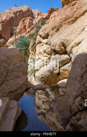 Oase in der Wüste Sahara in Chebika, Tunesien Stockfoto