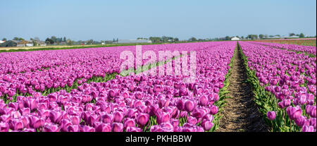 Lisse, Niederlande, Europa, eine große Lila Blume ist in einem Garten Stockfoto