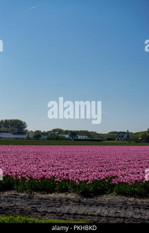 Lisse, Niederlande, Europa, eine Gruppe von violetten Blüten in einem Feld Stockfoto