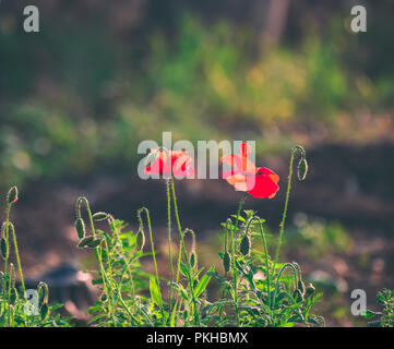 Bild von Mohnblumen bei Sonnenaufgang in einem marokkanischen Landschaft Stockfoto