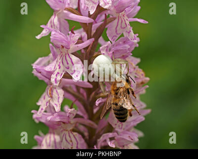 White Crab spider ((Misumena vatia) getarnt auf Gemeinsame getupft Orchidee (Dactylorhiza fuchsii) mit erfassten honey bee Beute in Ariege Pyrenäen Frankreich Stockfoto