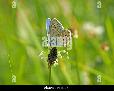 Männliche gemeinsame Blauer Schmetterling (Polyommatus icarus) Fütterung auf flowerhead von Spitzwegerich (Plantago Integrifolia) in der Ariege Pyrenäen, Frankreich Stockfoto