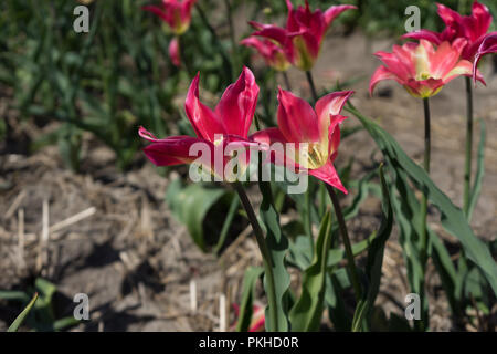 Lisse, Niederlande, Europa, eine rosa Blume auf einer Anlage Stockfoto